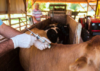 Campaña contra aftosa y brucelosis en Misiones