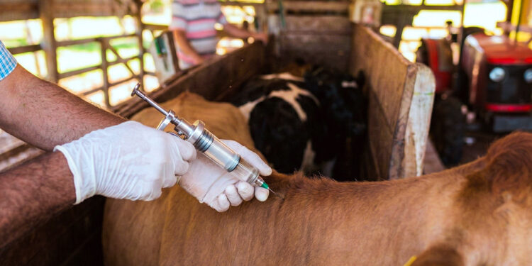 Campaña contra aftosa y brucelosis en Misiones