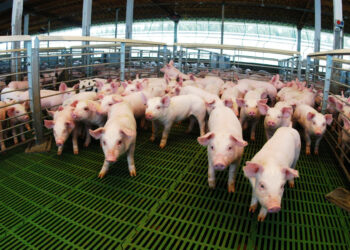 Créditos: casi $14.000 millones destinados al sector porcino
