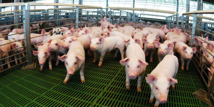 Créditos: casi $14.000 millones destinados al sector porcino