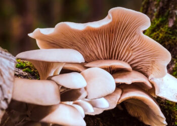 Registro de productores y recolectores de hongos comestibles