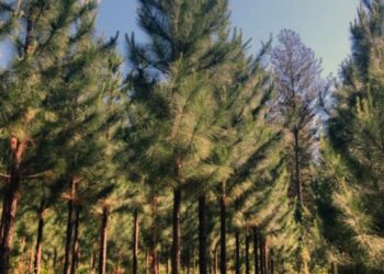 El INTA  y  los pinos más productivos en Misiones