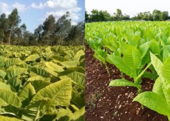 Tabaco Virginia vs Burley