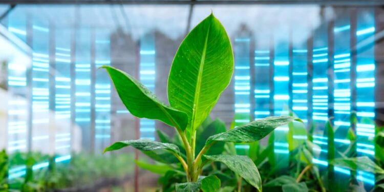 Biofábrica  y el análisis de ADN en la certificación de plantas