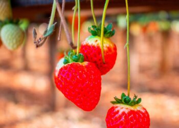 Jornada sobre cultivo de frutilla en San Vicente