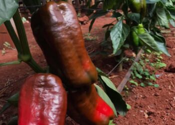 Una alternativa rentable: pimiento bajo cubierta