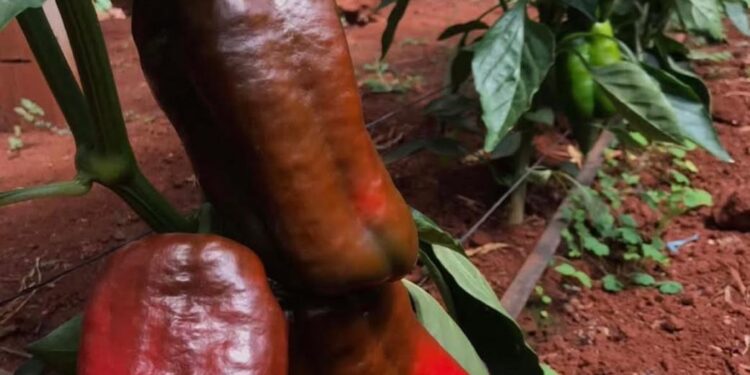 Una alternativa rentable: pimiento bajo cubierta