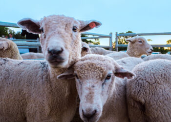 La cuenca ovino-caprina  y un sector que se organiza para dar el salto
