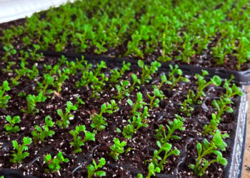 Biofábrica provee plantas madres de crisantemos