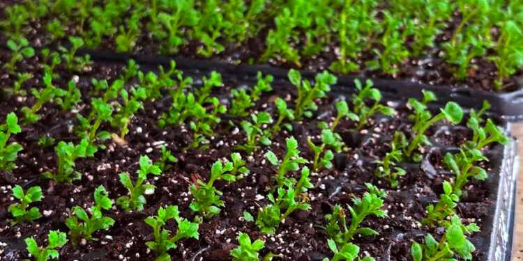 Biofábrica provee plantas madres de crisantemos