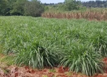 La planificación forrajera y el aporte del INTA