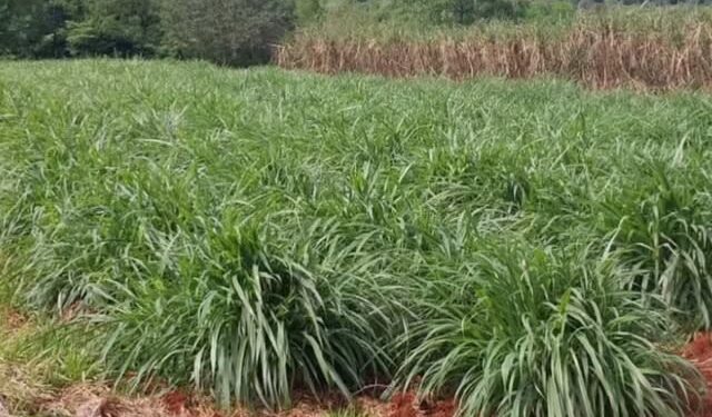 La planificación forrajera y el aporte del INTA