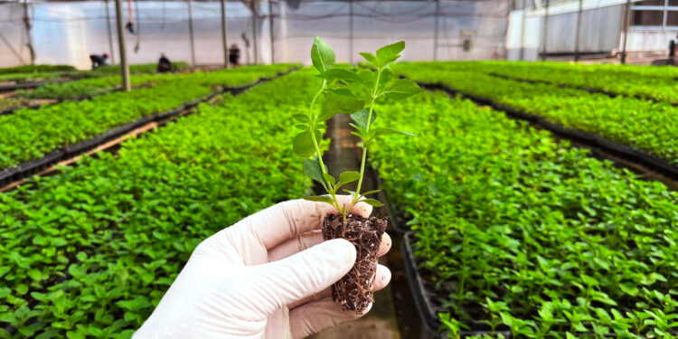 Plantines de menta piperita: una alternativa aromática con potencial productivo