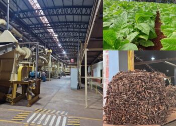 Zafra tabacalera: entre el rinde positivo y las turbulencias del mercado global