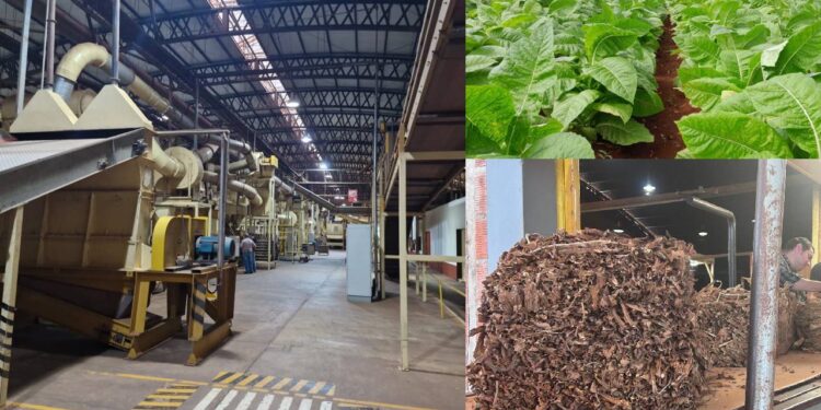 Zafra tabacalera: entre el rinde positivo y las turbulencias del mercado global