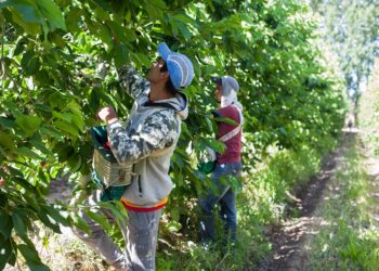 El RENATRE aumentó la Prestación por Desempleo a partir de marzo y alcanza los $367.600