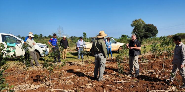 270 mil árboles nativos para restaurar 820 hectáreas de selva misionera junto a familias rurales