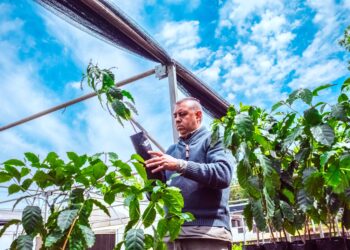 Jornada técnica sobre el cultivo de café  en Eldorado
