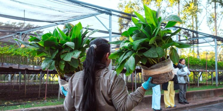 Misiones exporta biotecnología: partieron 55 mil plantines de banano hacia Salta
