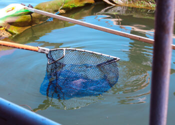 El pacú se consolida en la demanda de los misioneros