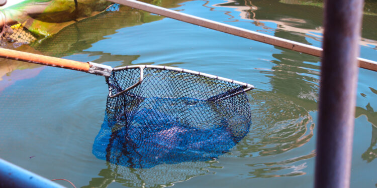 El pacú se consolida en la demanda de los misioneros