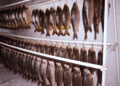 5 toneladas de pescado: la cosecha de Semana Santa en Misiones