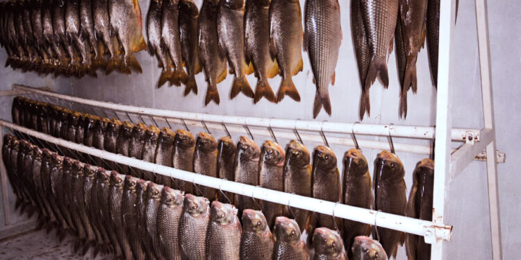 5 toneladas de pescado: la cosecha de Semana Santa en Misiones