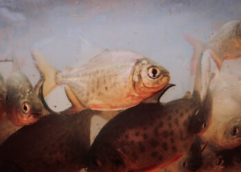 Capacitaciones técnicas en la expo agroindustrial de Oberá