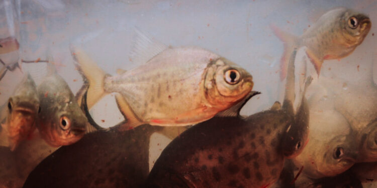 Capacitaciones técnicas en la expo agroindustrial de Oberá