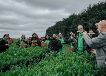La Expo Té 2026: visitas guiadas a establecimientos de té gourmet 