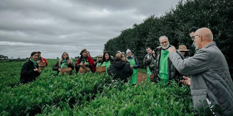 La Expo Té 2026: visitas guiadas a establecimientos de té gourmet 