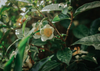 Inscripciones para el curso “Té Argentino: Camino a la Excelencia” 