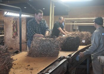 Misiones: La cosecha tabacalera pisa el acelerador y ya se comercializó el 65% de la producción estimada