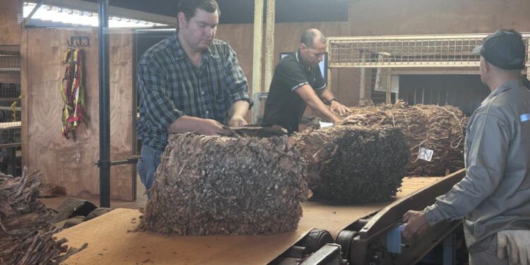 Misiones: La cosecha tabacalera pisa el acelerador y ya se comercializó el 65% de la producción estimada