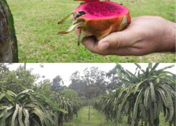 Frutas tropicales: la pitahaya busca su lugar en la matriz productiva de Misiones