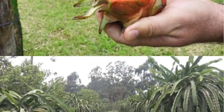 Frutas tropicales: la pitahaya busca su lugar en la matriz productiva de Misiones
