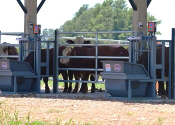 Un avance del INTA en la eficiencia ganadera en el NEA: más carne con menos alimento