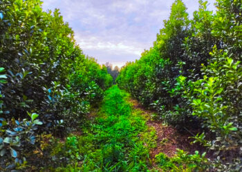 La yerba mate orgánica proyecta una rentabilidad que supera al modelo convencional