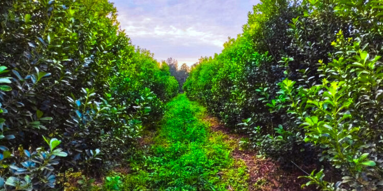 La yerba mate orgánica proyecta una rentabilidad que supera al modelo convencional