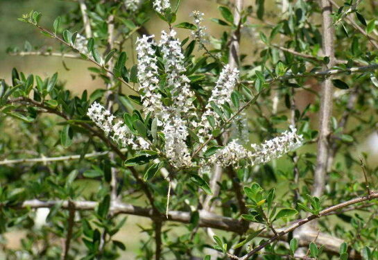 Descubren potencial antidepresivo en planta nativa
