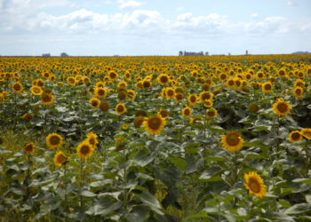 Ventas al Exterior alcanzaron nuevo récord histórico en marzo