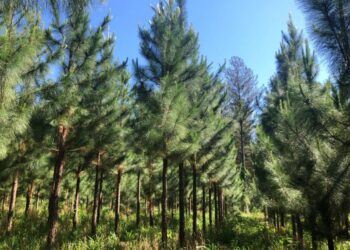 El sector forestal misionero quiere y puede ser parte del desarrollo que necesita la Argentina para crecer