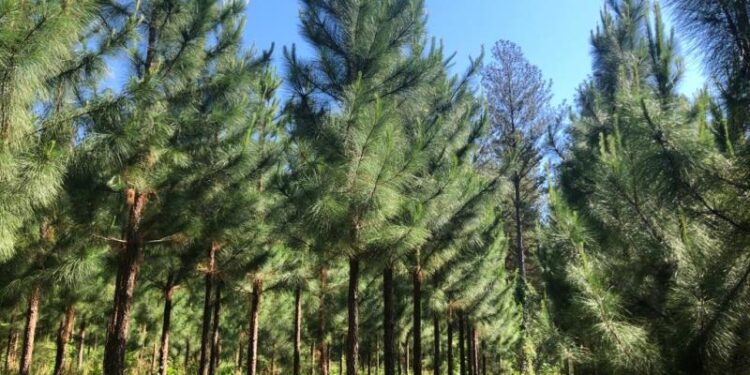 El sector forestal misionero quiere y puede ser parte del desarrollo que necesita la Argentina para crecer