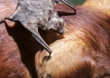 Rabia paresiante en la zona de Garruchos