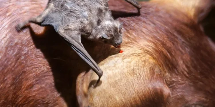 Rabia paresiante en la zona de Garruchos