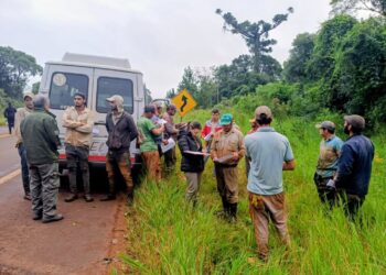 Yerba mate: intensifican fiscalizaciones al transporte de cuadrillas en el Alto Uruguay