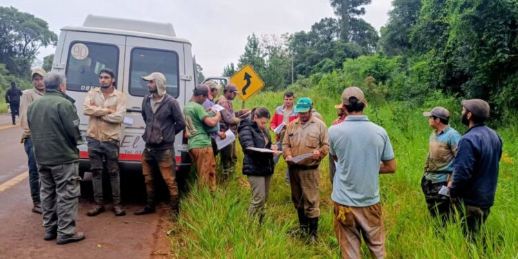 Yerba mate: intensifican fiscalizaciones al transporte de cuadrillas en el Alto Uruguay
