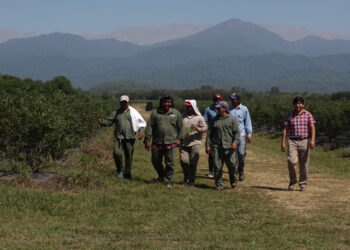 El RENATRE publicó junto con la OIT un estudio sobre trabajo migrante temporario en el sector rural