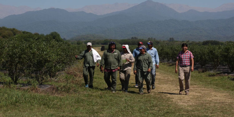 El RENATRE publicó junto con la OIT un estudio sobre trabajo migrante temporario en el sector rural