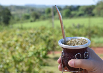 Yerba mate: ventas superaron los 75 millones de kilos en el primer trimestre